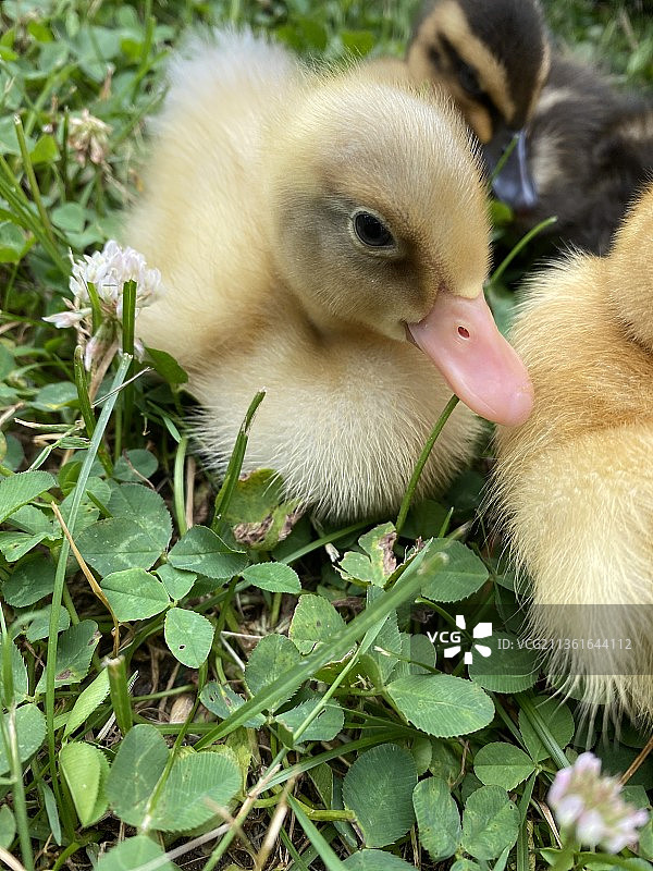坐着的鸭子，小鸭特写图片素材