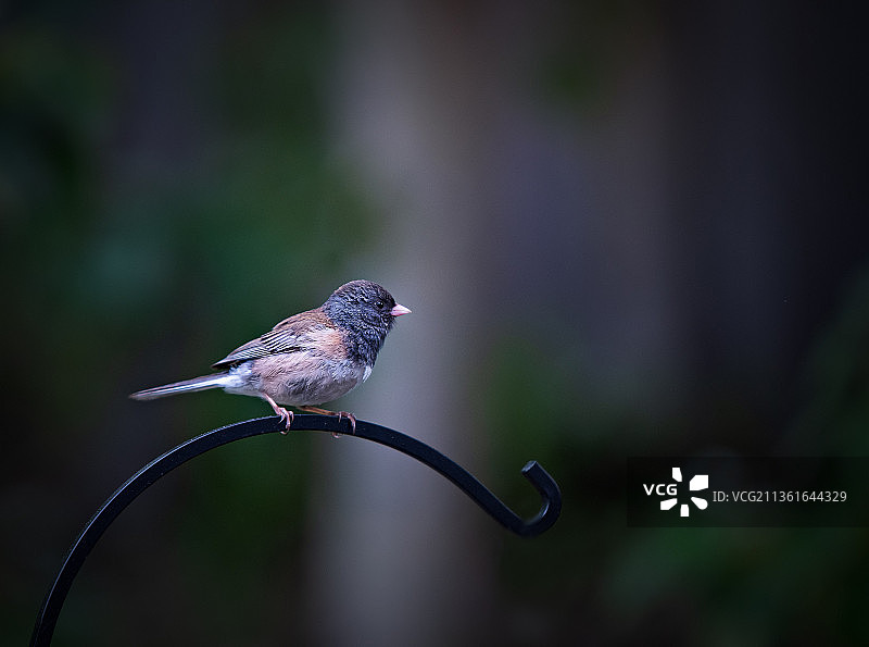 栖息在电缆上的暗色鸟类特写，加拿大埃尔克福德图片素材
