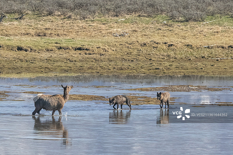 驼鹿在蛇河，美国黄石国家公园图片素材