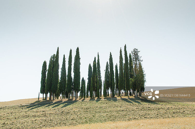 意大利萨萨里，晴空下田野树木全景图片素材