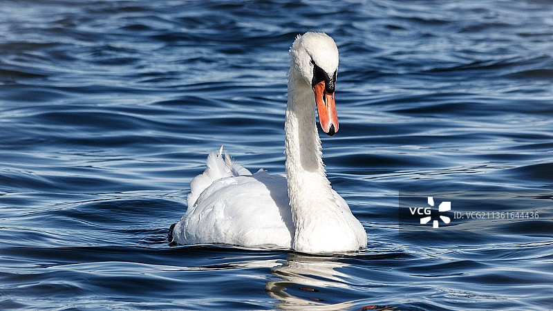 沉默的天鹅在湖里游泳的特写图片素材