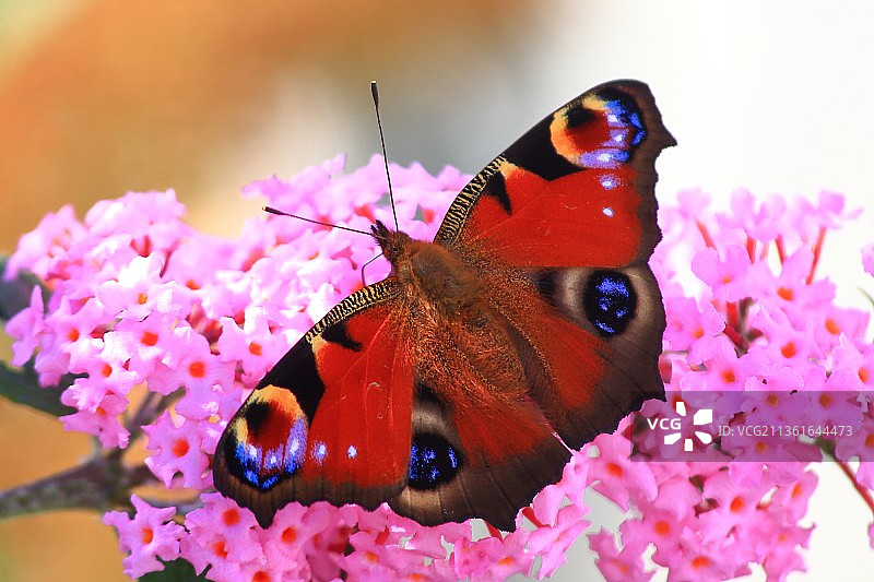 孔雀蝴蝶，在粉色花朵上采蜜的蝴蝶特写，爱尔兰都柏林图片素材