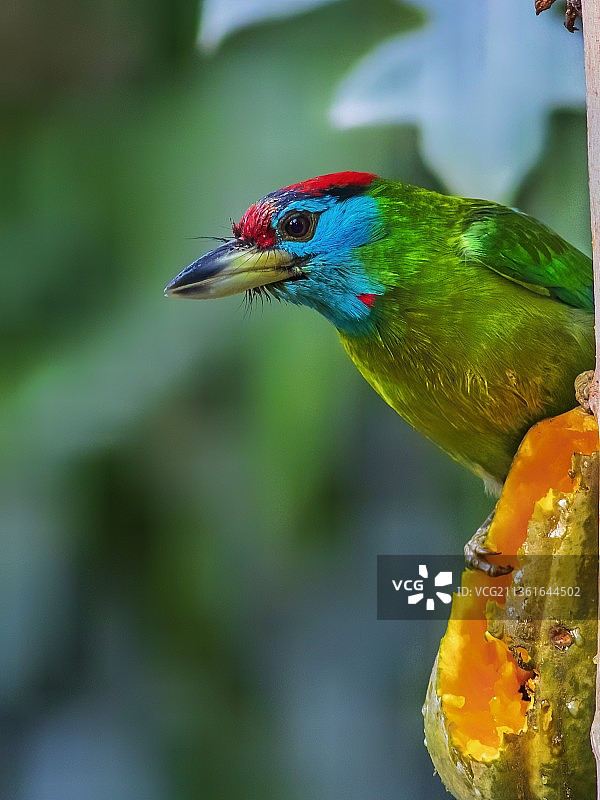 热带须鴷栖息枝头特写图片素材