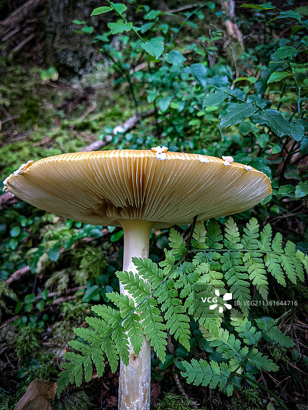 鹅膏菌，田野上生长的蘑菇特写图片素材