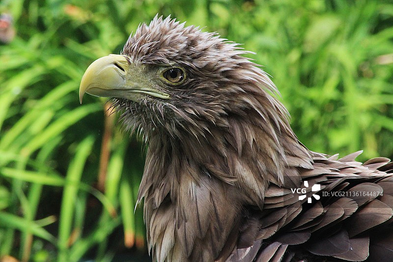 白尾海雕特写，波兰图片素材
