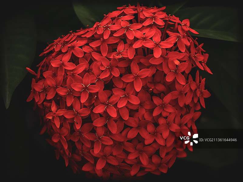 红色花朵特写，孟加拉国迪纳杰布尔县图片素材