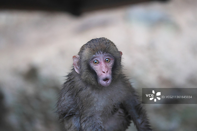 日本猕猴的特写肖像图片素材