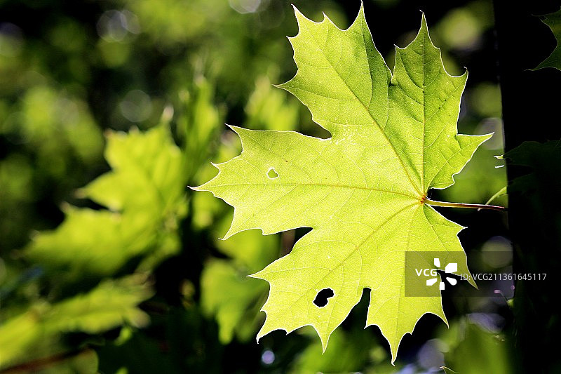 枫叶特写，拉脱维亚图片素材