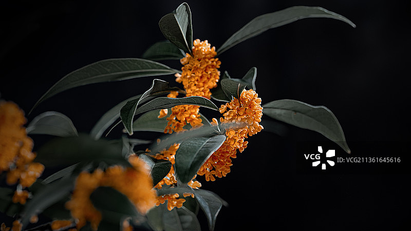 桂花 金桂图片素材