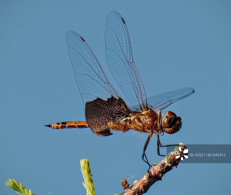 平衡：蜻蜓栖息在树枝上，美国佛罗里达州图片素材