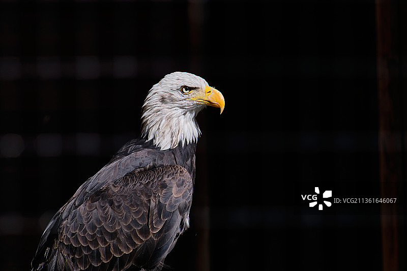 秃鹰特写图片素材