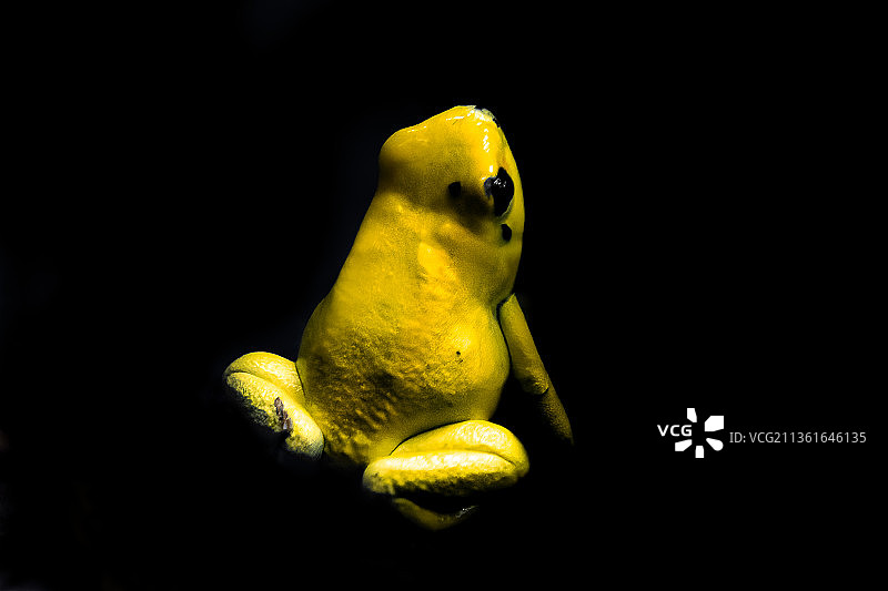 金色箭毒蛙特写，黑色背景下的黄色鸟类图片素材