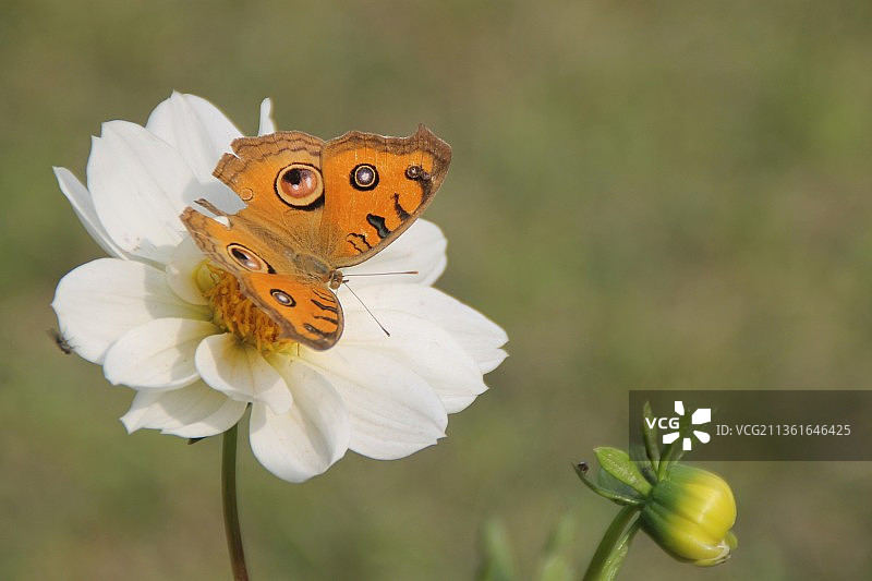 蝴蝶花朵授粉特写图片素材