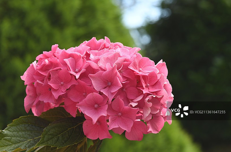 粉色大花绣球花朵特写，法国图片素材