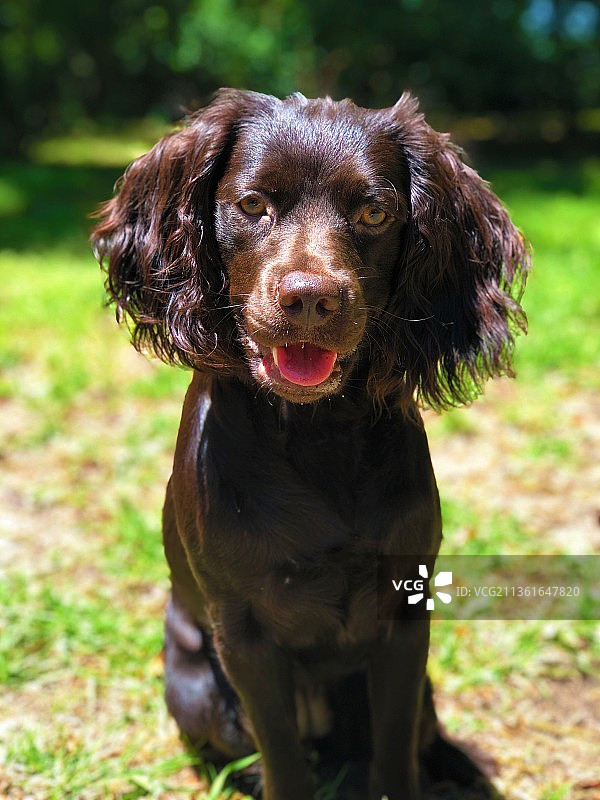 坐姿优美：田野上的可卡犬肖像，佐治亚州图片素材
