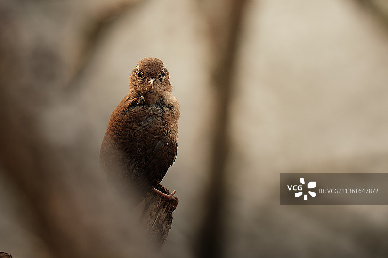 短翅鹪鹩栖息在树枝上的特写图片素材