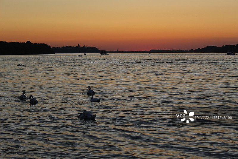 日落时分，湖中鸟儿游泳的剪影图片素材