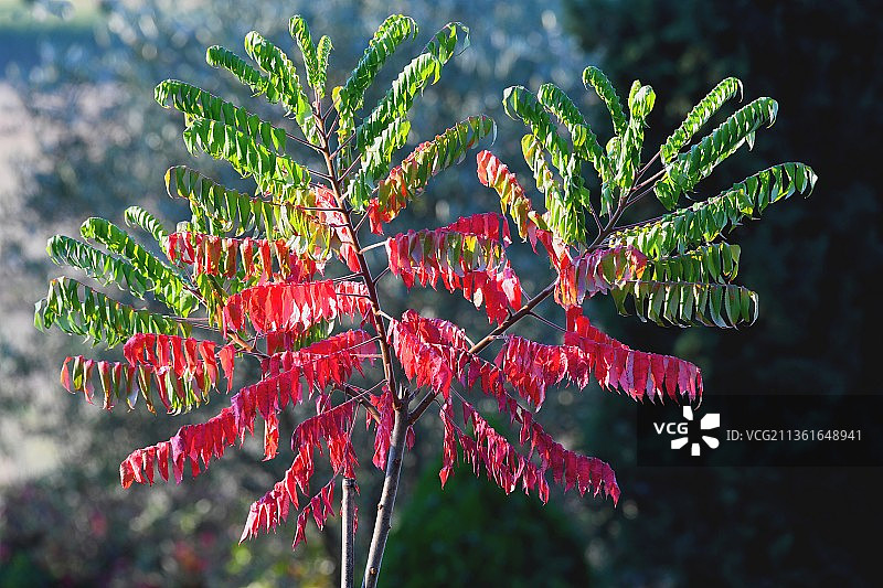 火炬漆树红色开花植物特写，法国图片素材