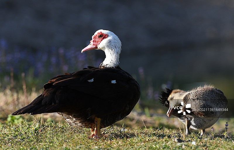 栖息在田野上的麝香鸭特写，法国图片素材