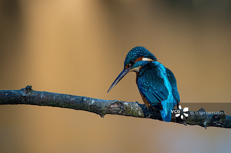 翠鸟特写，栖息在树枝上，斯陶尔河谷自然保护区，英国图片素材