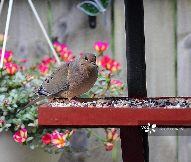 栖息在栏杆上的斑鸠特写图片素材