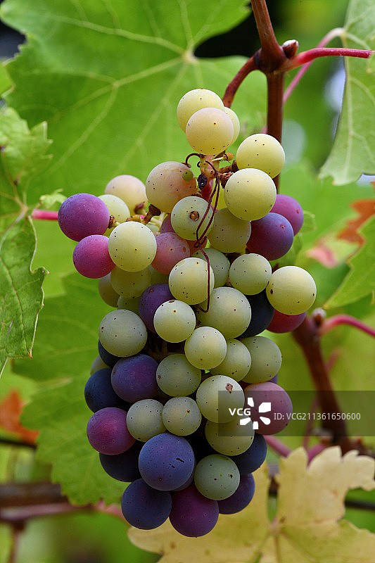 夏季法国葡萄园的葡萄特写图片素材