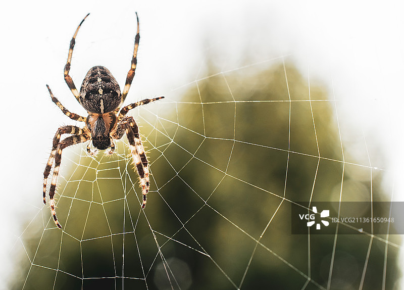 蜘蛛在网上的特写图片素材