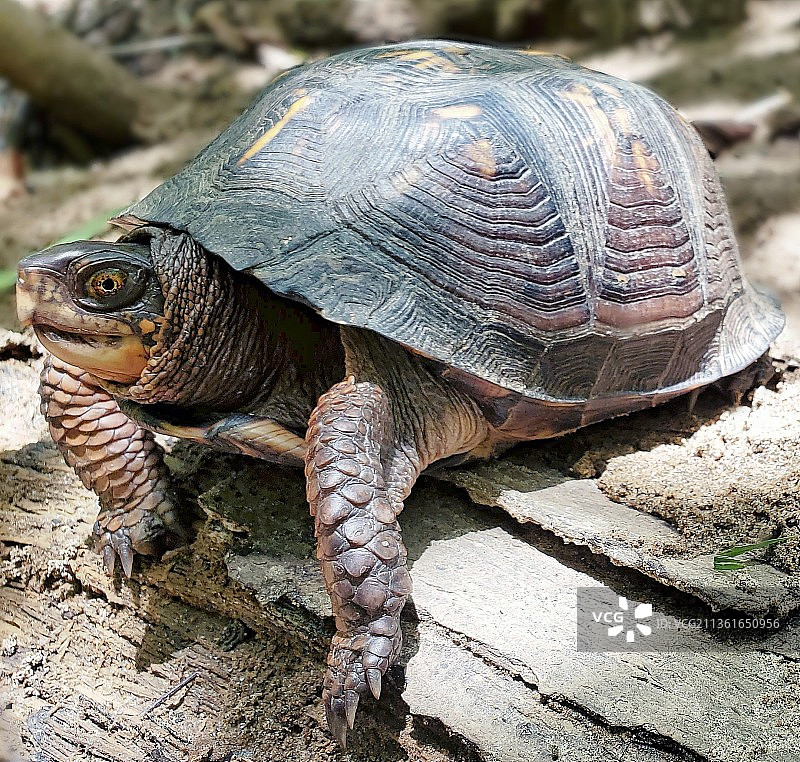 美国盖恩斯维尔田野上的乌龟壳特写图片素材