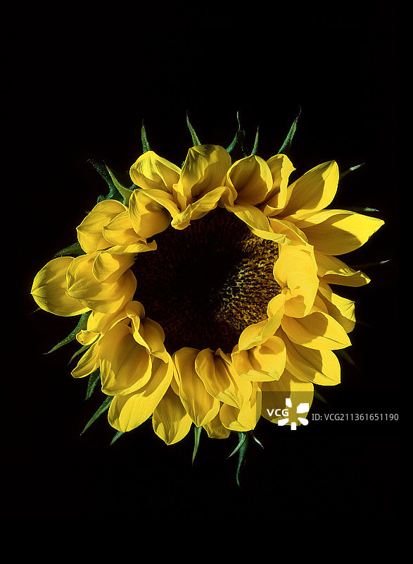 黑色背景下的向日葵特写图片素材
