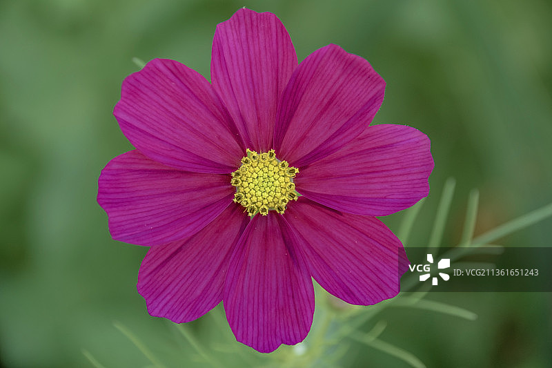 粉红色宇宙花的特写图片素材
