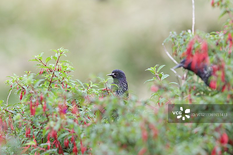 丹麦，栖息在植物上的歌鸟椋鸟特写图片素材