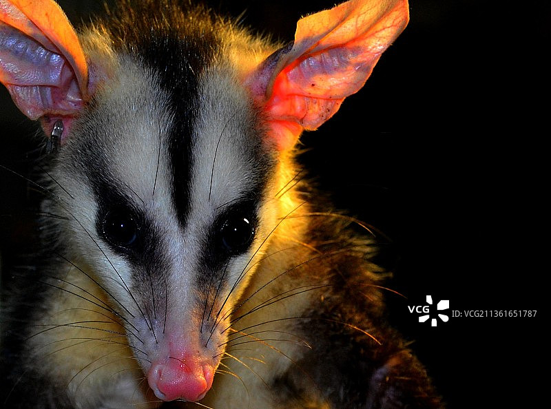 白耳负鼠特写肖像图片素材