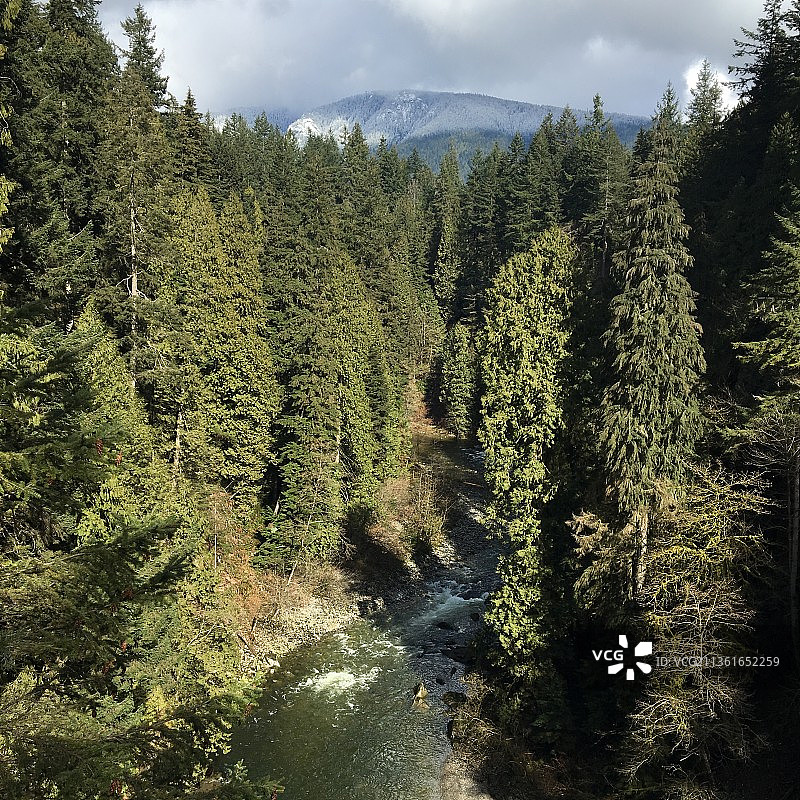 加拿大大不列颠哥伦比亚省北温哥华的森林风光图片素材