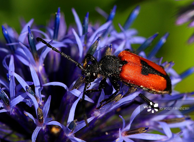 紫色花朵上的昆虫特写，法国图片素材