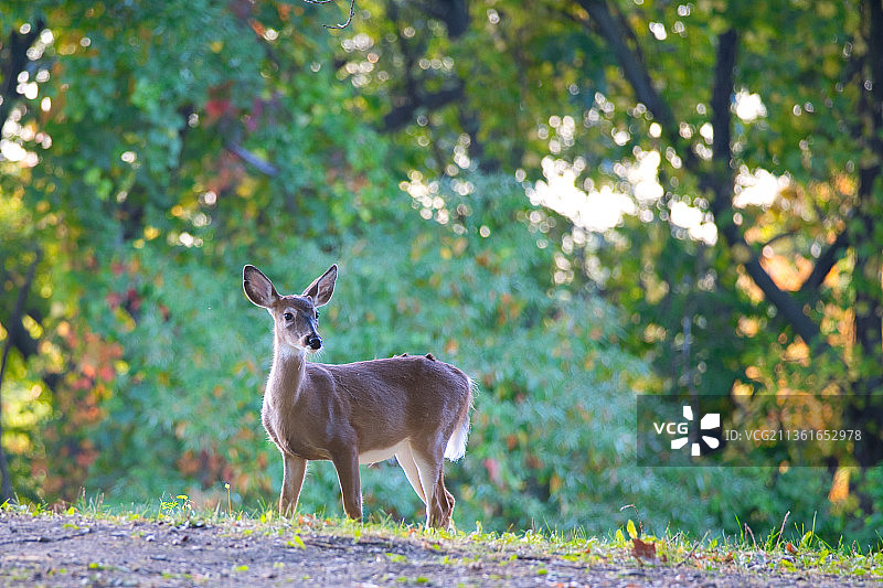 美国沃特金斯峡谷的白鹿肖像图片素材