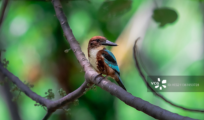 斯里兰卡科伦坡栖息在树枝上的白喉翠鸟特写图片素材