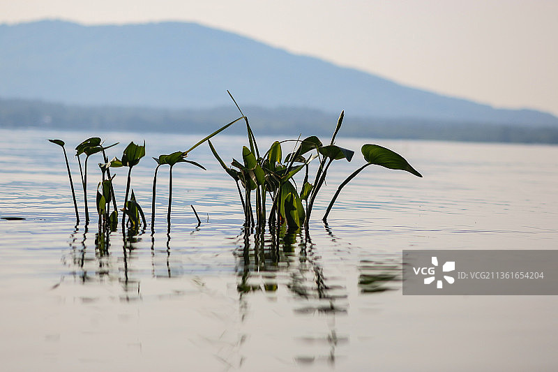 美国新罕布什尔州日落湖水生植物图片素材