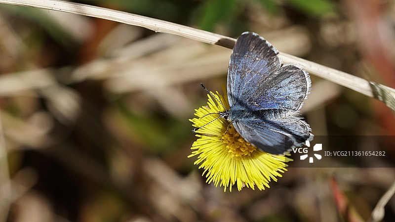 槲寄生蓝灰蝶特写，在花朵上授粉，芬兰万塔图片素材