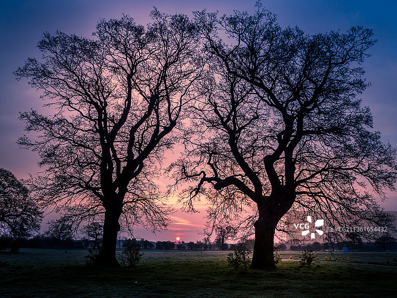 黎明时分的树木，英国内内公园剪影图片素材