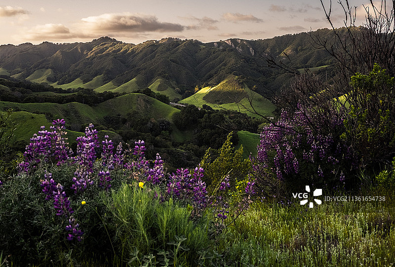 加州三谷风光：紫色花卉与天空，美国图片素材