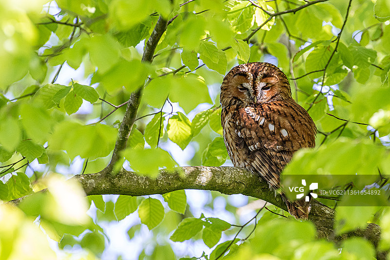 栖息在树枝上的茶色猫头鹰低角度视图图片素材