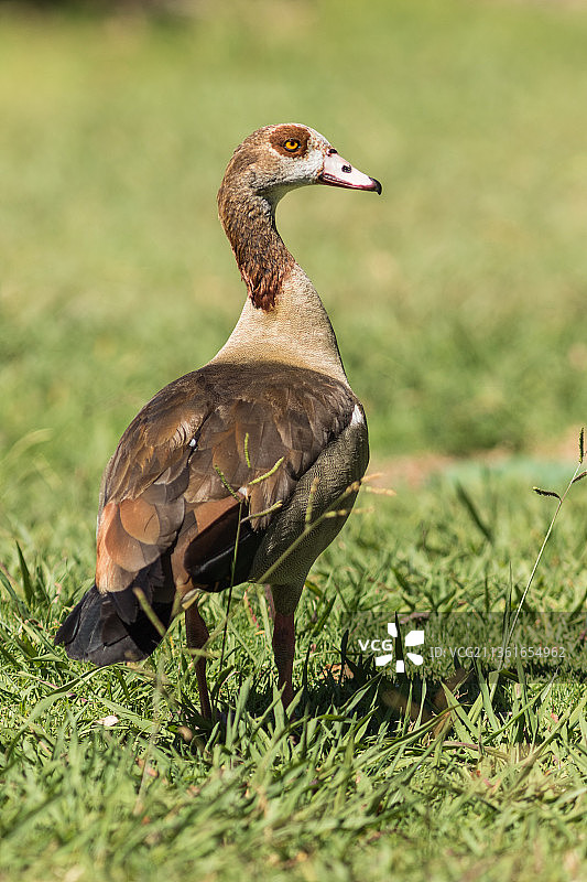 埃及雁特写，南非开普敦图片素材