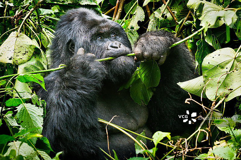 山地大猩猩远望特写图片素材