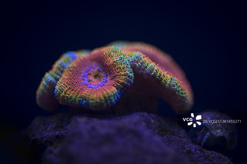 螃蟹与珊瑚礁，黑色背景下岩石上的毛毛虫特写图片素材