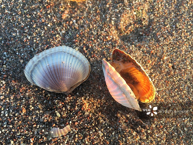 哈萨克斯坦卡普恰盖水库海滩沙滩上的贝壳特写图片素材