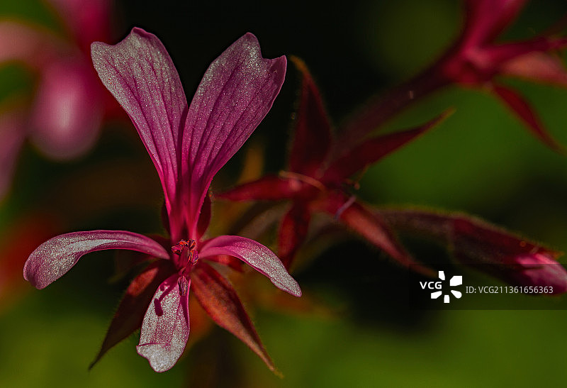 粉色锦葵花特写图片素材