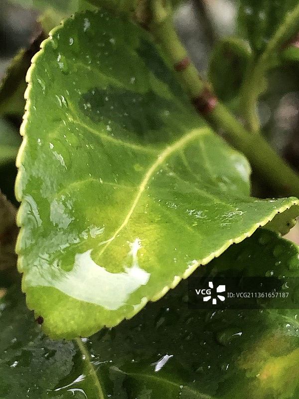 潮湿植物叶子的特写镜头图片素材