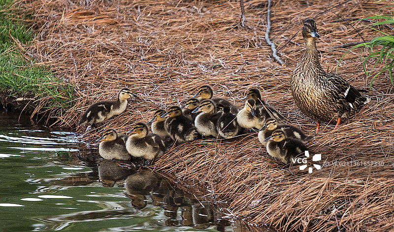 南卡罗来纳州兰开斯特县的鸭子游泳场景图片素材