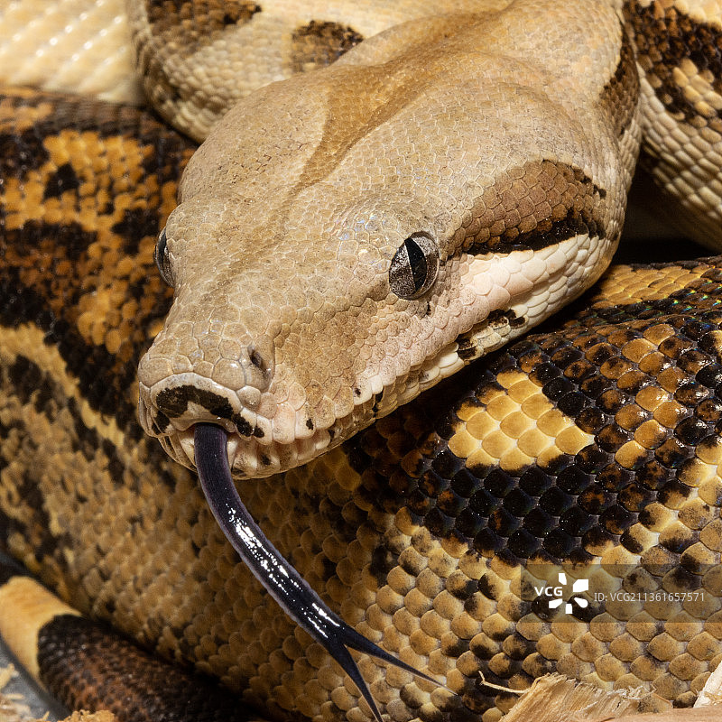 蟒蛇特写图片素材