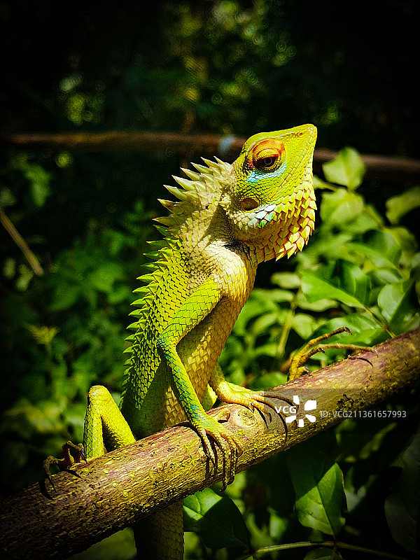 斯里兰卡加勒，树枝上的鬣蜥特写图片素材